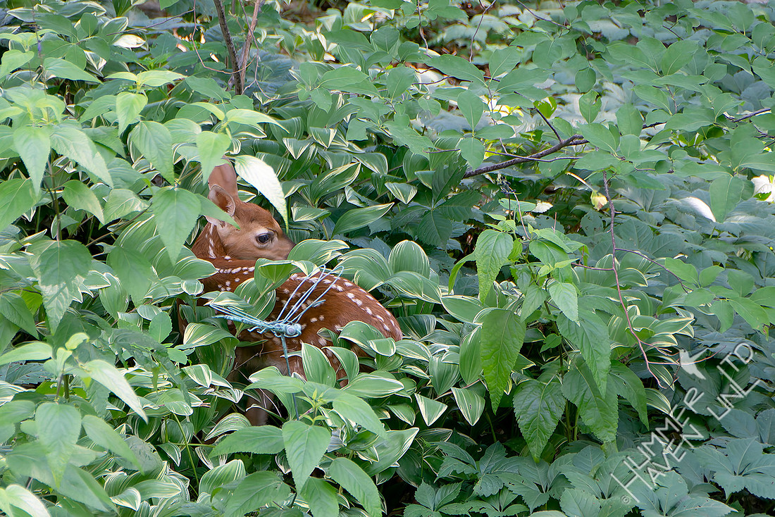 6-24-26 Fawn near pond