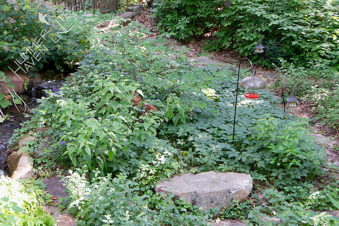 6-24-26 Fawn near pond