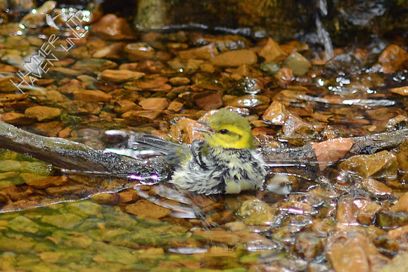 Black-throated Green Warbler