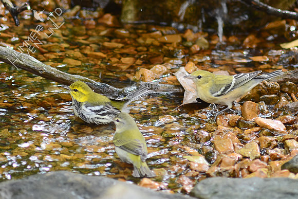 Black-throated Green, Tennessee and Bay-breasted Warblers