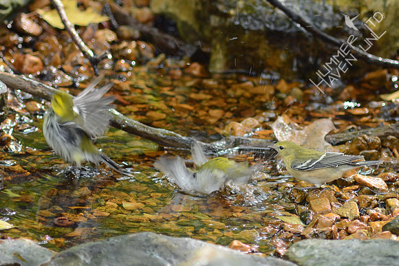 Black-throated Green, Tennessee and Bay-breasted Warblers