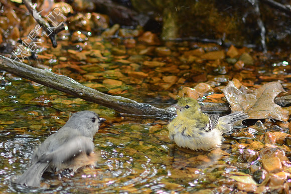 Tufted Titmouse and Bay-breasted Warbler