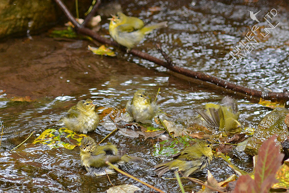 Tennessee and Wilson's Warblers