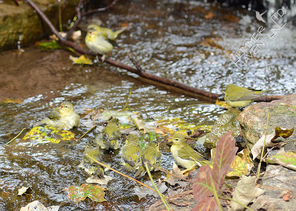 Tennessee and Wilson's Warblers