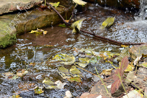 Tennessee and Wilson's Warblers