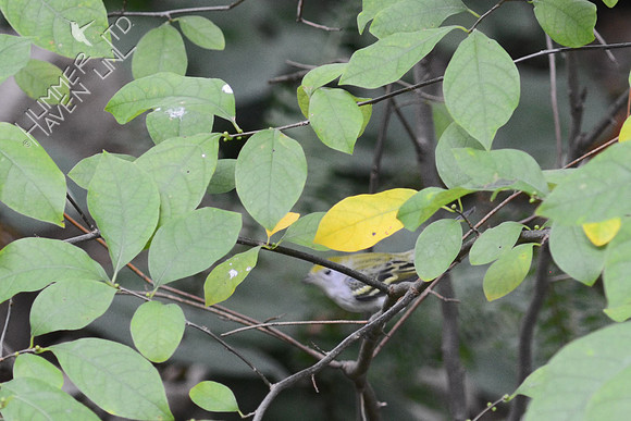 Spicebush with concealed Chestnut-sided Warbler