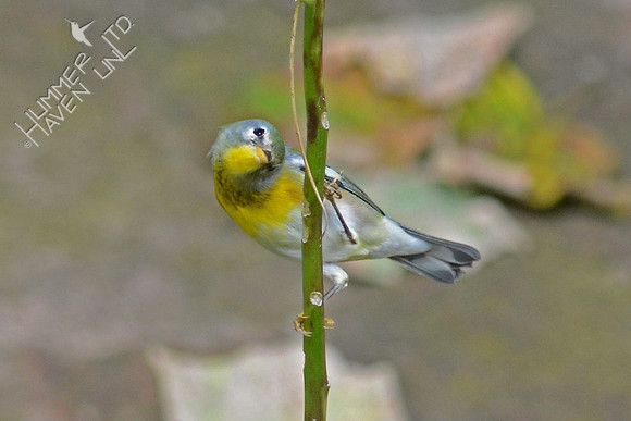 Northern Parula