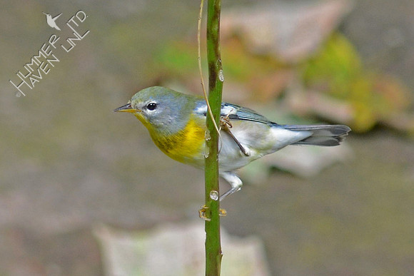 Northern Parula