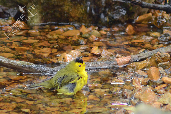 Wilson's Warbler