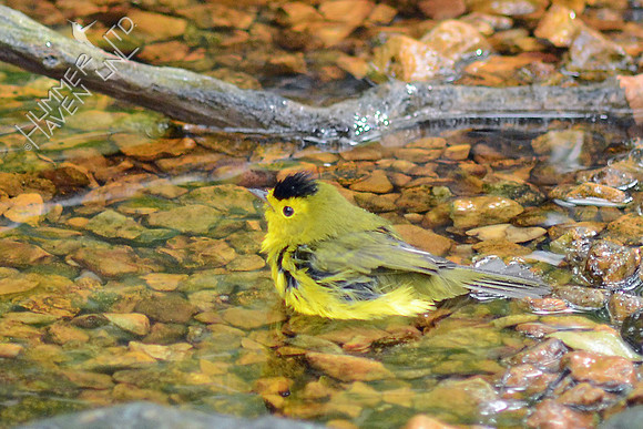 Wilson's Warbler