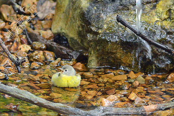 Nashville Warbler