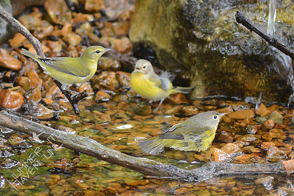 Tennessee and Nashville Warblers