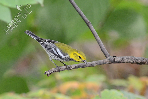 Black-throated Green Warbler