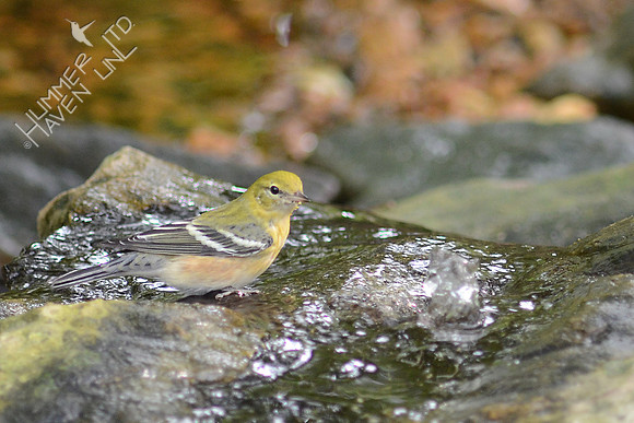 Bay-breasted Warbler
