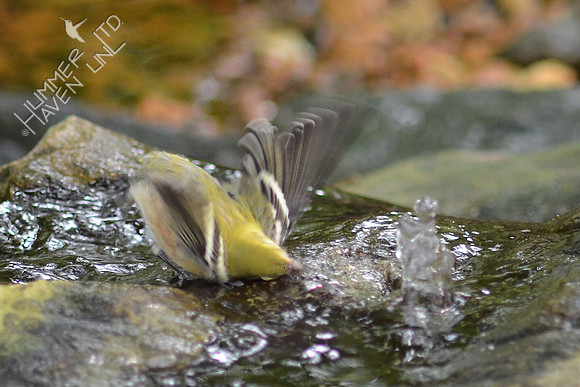 Bay-breasted Warbler