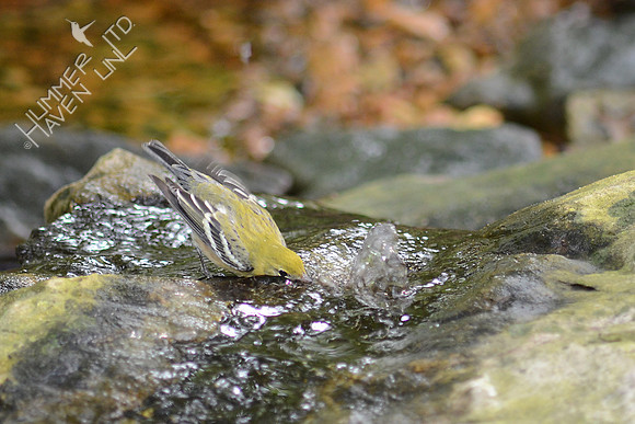 Bay-breasted Warbler