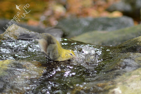 Bay-breasted Warbler
