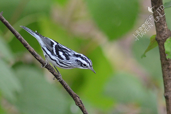 Black and White Warbler, female