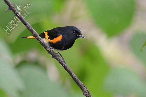 American Redstart