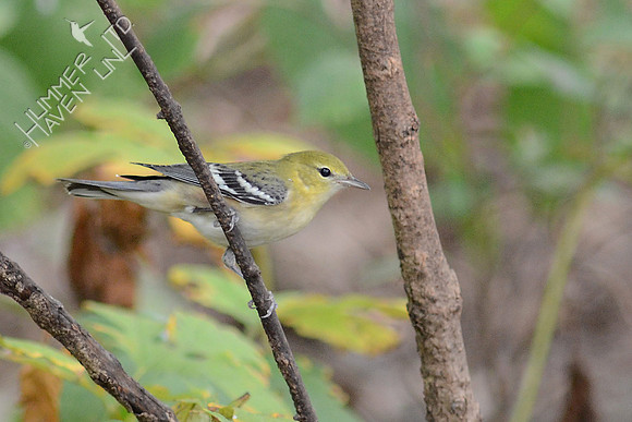 Bay-breasted Warbler