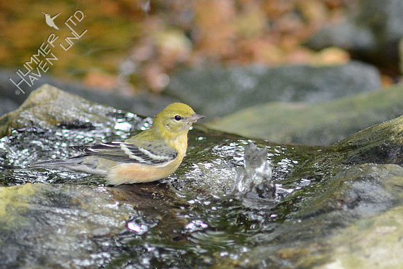 Bay-breasted Warbler