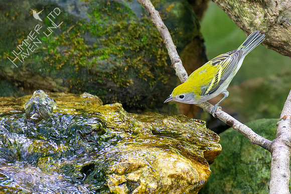 8-21-22 Chestnut-sided Warbler first fall female