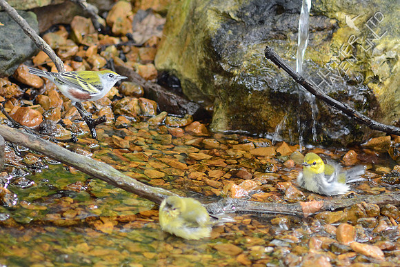 Chestnut-sided, Tennessee and Black-throated Green Warblers