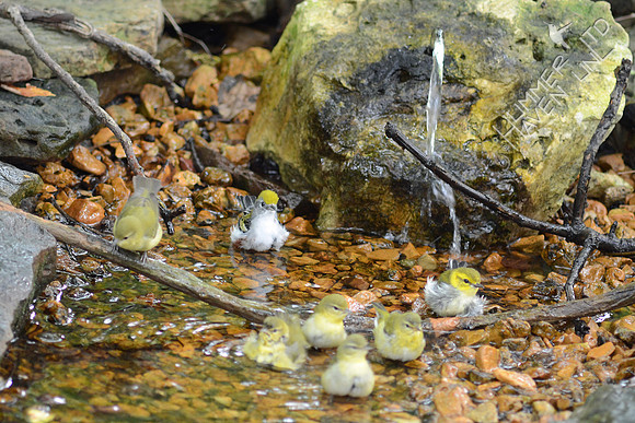 Chestnut-sided, 5 Tennessee and Black-throated Green Warblers