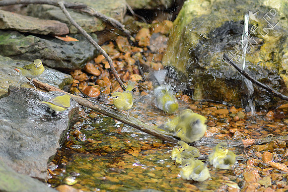 Chestnut-sided and 8 Tennessee Warblers