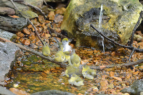 Chestnut-sided and 8 Tennessee Warblers