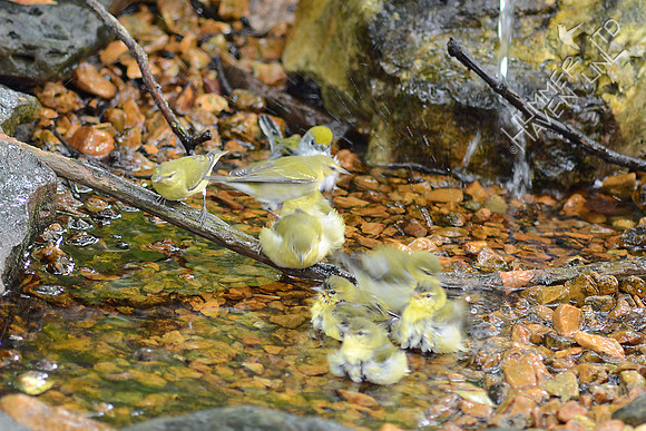 Chestnut-sided and 8 Tennessee Warblers