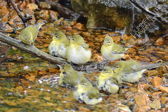 8 Tennessee Warblers