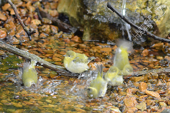 5 Tennessee Warblers