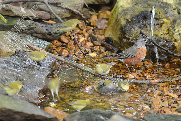 American Robin and 8 Tennessee Warblers