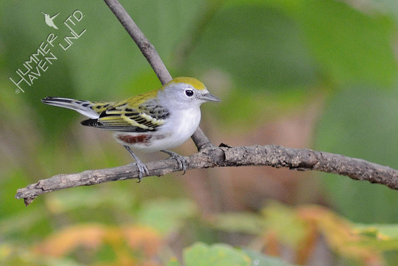 Chestnut-sided Warbler