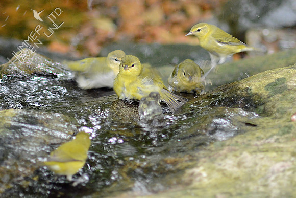 Tennessee Warblers