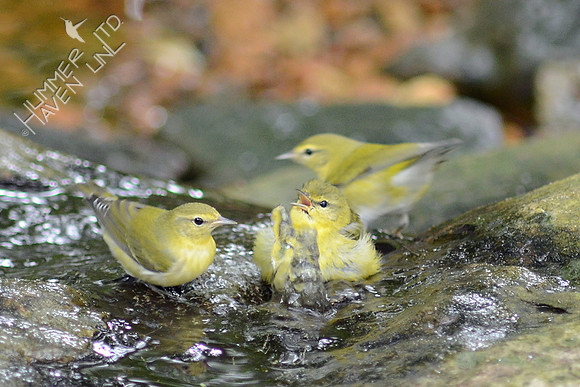 Tennessee Warblers