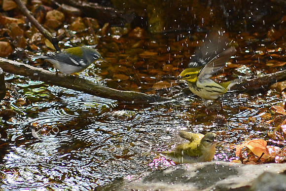 Northern Parula, Black-throated Green and Tennessee Warblers
