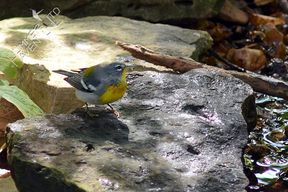 Northern Parula