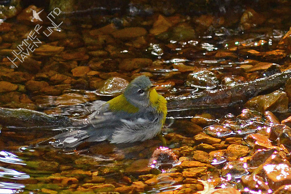 Northern Parula