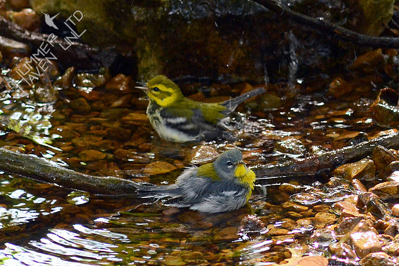 Black-throated Green Warbler and Northern Parula