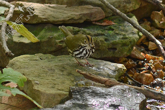 Ovenbird