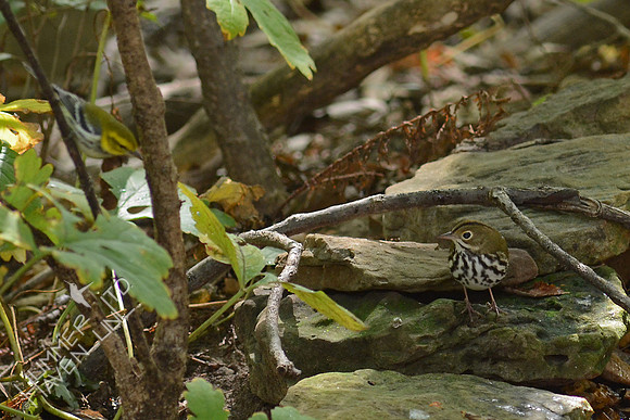 Black-throated Green Warbler and Ovenbird