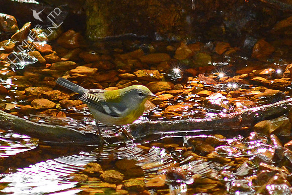 Northern Parula