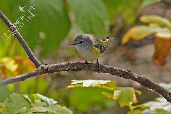 American Redstart female