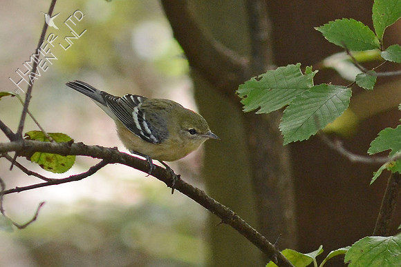 Bay-breasted Warbler