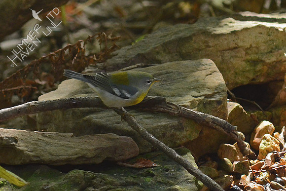 Northern Parula