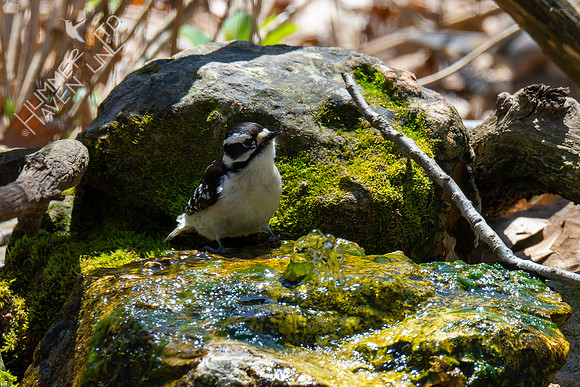 4-14-22 Downy Woodpecker