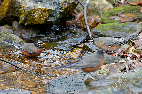 11-17-24 American Robins