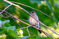 7-13-26 Eastern Bluebird immature